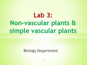 Lab 3 Nonvascular plants simple vascular plants Biology