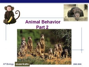 Animal Behavior Part 2 AP Biology meerkats 2008