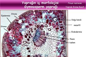 Yapran i morfolojisi Gymnosperm yapra Epidermis Pinus resinosa