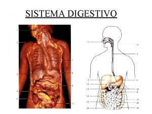 Digestion estomacal
