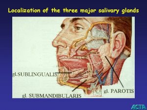 Localization of the three major salivary glands Mucous