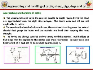 Approaching and handling of cattle sheep pigs dogs