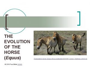 THE EVOLUTION OF THE HORSE Equus 2016 Paul