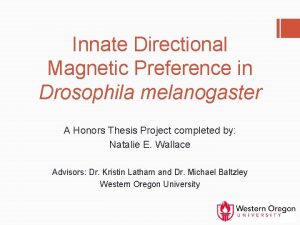 Innate Directional Magnetic Preference in Drosophila melanogaster A