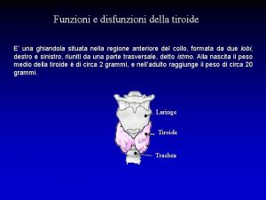 Funzioni e disfunzioni della tiroide E una ghiandola