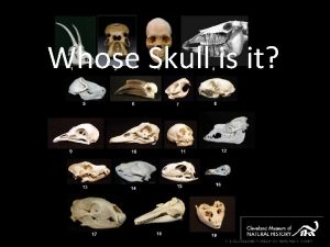 Whose Skull is it Omnivores Raccoons are omnivores