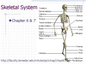 Skeletal System Chapter 6 7 http faculty lonestar