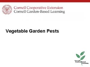 Vegetable Garden Pests PreWork Insert your prework Insert