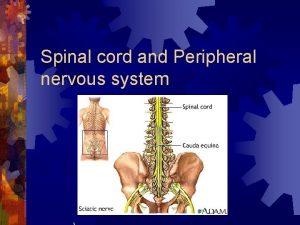 Spinal cord and Peripheral nervous system Spinal cord