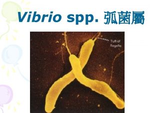 Vibrio sp