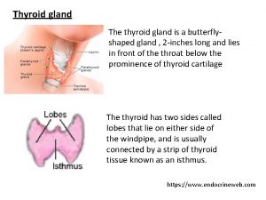 Thyroid gland The thyroid gland is a butterflyshaped
