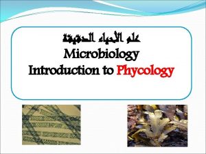 Microbiology Introduction to Phycology PlantLike Protista True Algae