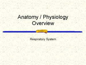 Anatomy Physiology Overview Respiratory System Functions of the