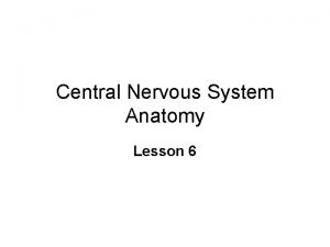 Central Nervous System Anatomy Lesson 6 Functional Anatomy