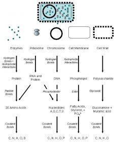 Enzymes Hydrogen Bonds Hydrophobic Interactions Ribosome Hydrogen Bonds