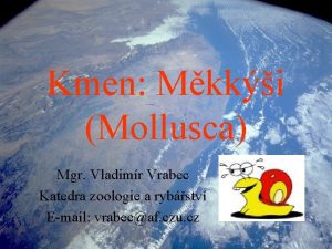 Kmen Mkki Mollusca Mgr Vladimr Vrabec Katedra zoologie