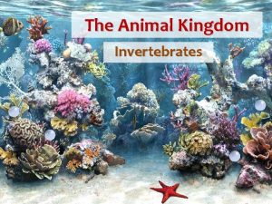 The Animal Kingdom Invertebrates The Animal Kingdom Characteristics