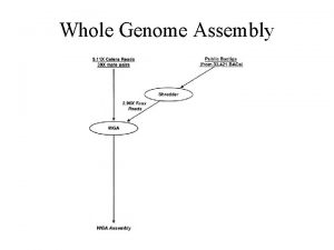 Whole Genome Assembly WGA 1 Screener 2 Overlapper