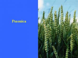 Pszenica Krajowy bilans wykorzystania ziarna pszenicy 9 358