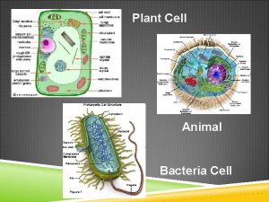 Plant Cell Animal Bacteria Cell Bozeman Endosymbiotic Theory