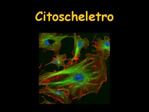 Citoscheletro Componenti del Citoscheletro Citoscheletro Densa rete di