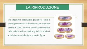 LA RIPRODUZIONE Gli organismi unicellulari procarioti quali i