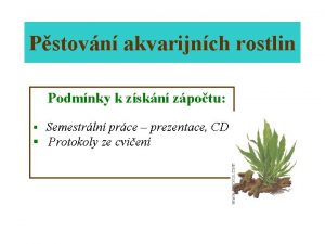 Pstovn akvarijnch rostlin Podmnky k zskn zpotu Semestrln