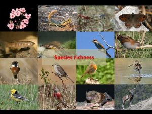 Species richness Two key questions about species richness