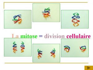 La mitose division cellulaire Conception et ralisation Philippe