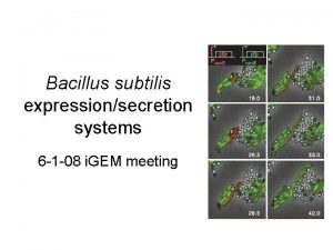 Bacillus subtilis expressionsecretion systems 6 1 08 i