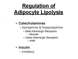 Regulation of Adipocyte Lipolysis Catecholamines Epinephrine Norepinephrine Beta
