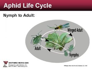 Aphid Life Cycle Nymph to Adult WHITMIRE MICROGEN