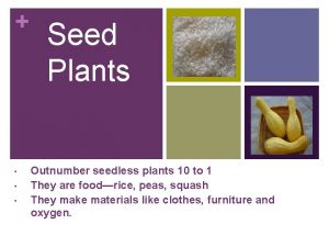Seed Plants Outnumber seedless plants 10 to 1