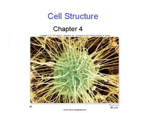 Cell Structure Chapter 4 Cell Theory Cells were