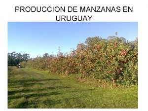 PRODUCCION DE MANZANAS EN URUGUAY South America URUGUAY