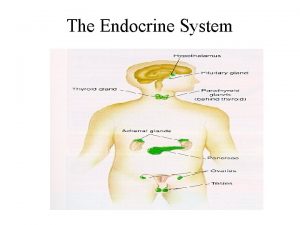The Endocrine System Resumen de lo publicado Sistemas
