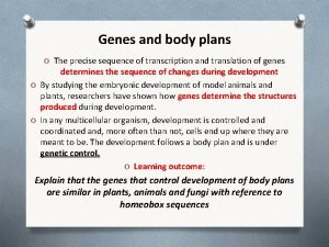 Genes and body plans O The precise sequence