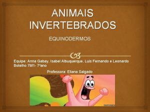 ANIMAIS INVERTEBRADOS EQUINODERMOS Equipe Anna Gabay Isabel Albuquerque