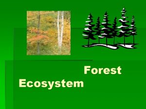 Forest Ecosystem Forests Forests are large areas of