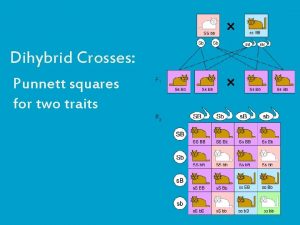 Dihybrid Crosses Punnett squares for two traits Genes