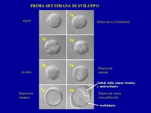 PRIMA SETTIMANA DI SVILUPPO 1 g zigote Embrione