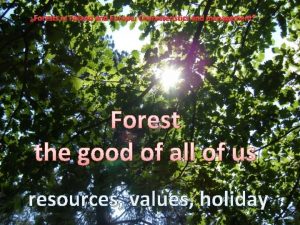 Forests in Poland Europe Characteristics and management Forest