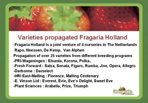Varieties propagated Fragaria Holland Fragaria Holland Is a