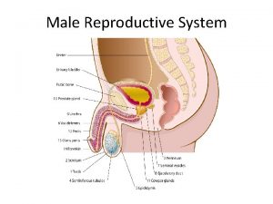 Male Reproductive System Introduction The male sex cell