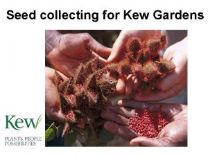 Seed collecting for Kew Gardens Collecting in the