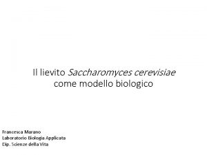 Il lievito Saccharomyces cerevisiae come modello biologico Francesca