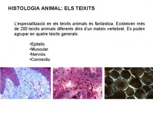 HISTOLOGIA ANIMAL ELS TEIXITS Lespecialitzaci en els teixits