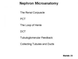 Nephron Microanatomy The Renal Corpuscle PCT The Loop