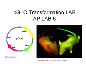 p GLO Transformation LAB AP LAB 6 ara