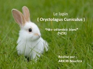 Le lapin Oryctolagus Cuniculus Nozlandais blanc NZB Ralis